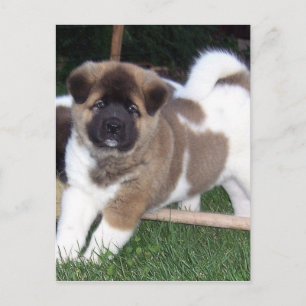 Carte Postale Chien chiot américain Akita