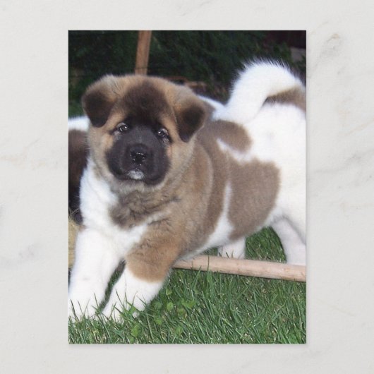 Carte Postale Chien chiot américain Akita (Devant)