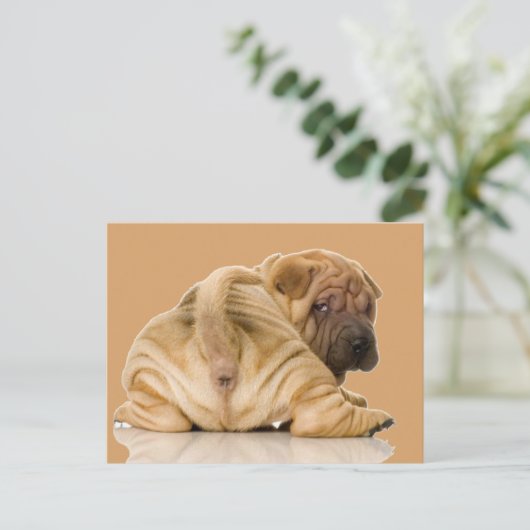 Carte Postale Chien chiot chinois Shar pei (Debout devant)