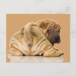Carte Postale Chien chiot chinois Shar pei