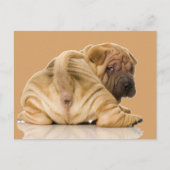 Carte Postale Chien chiot chinois Shar pei (Devant)