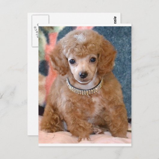 Carte Postale Chien chiot de caniche à l'abricot gonflé (Devant / Derrière)