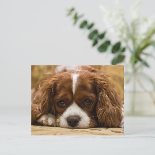 Carte Postale Chien chiot mignon (Debout devant)