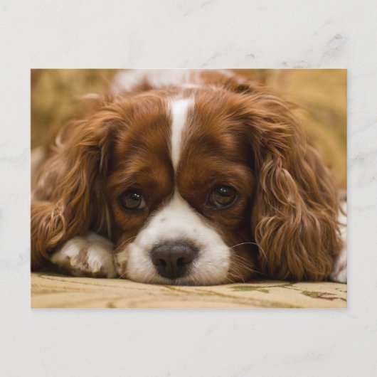 Carte Postale Chien chiot mignon (Devant)