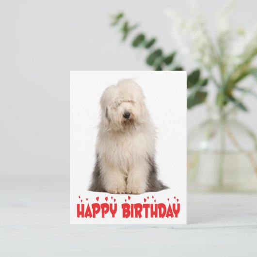 Carte Postale Chien chiot mignon vieux anglais Sheepdog Annivers (Debout devant)