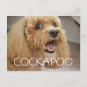 Carte Postale Chien Cockapoo Adorable qui Sourit (Devant)
