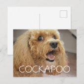 Carte Postale Chien Cockapoo Adorable Sourire (Devant / Derrière)