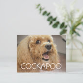 Carte Postale Chien Cockapoo Adorable Sourire (Debout devant)