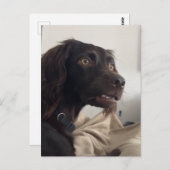 Carte postale Chien Confus Mème (Devant / Derrière)