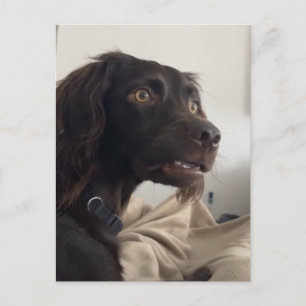 Carte postale Chien Confus Mème