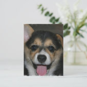 Carte postale Chien Corgi (Debout devant)