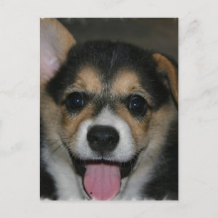 Carte postale Chien Corgi