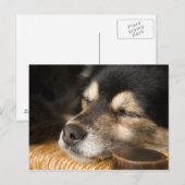 Carte Postale Chien couchant 2 (Devant / Derrière)