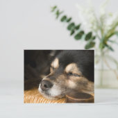 Carte Postale Chien couchant 2 (Debout devant)