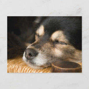 Carte Postale Chien couchant 2