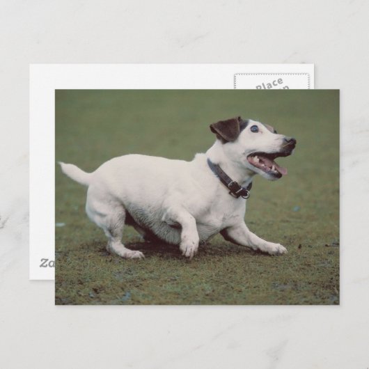 Carte Postale Chien courant (Devant / Derrière)