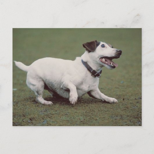 Carte Postale Chien courant (Devant)