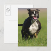 Carte Postale Chien courant (Devant / Derrière)
