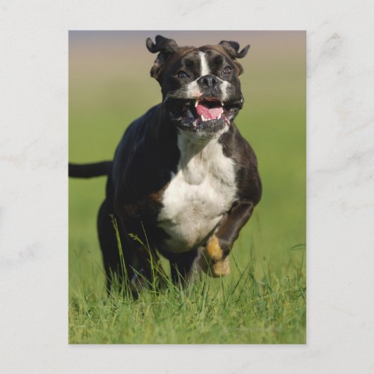 Carte Postale Chien courant (Devant)