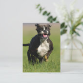 Carte Postale Chien courant (Debout devant)