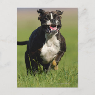 Carte Postale Chien courant