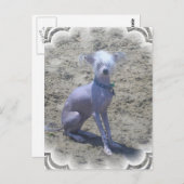 Carte postale Chien Crêché Chinois (Devant / Derrière)