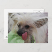 Carte postale Chien Crêché Chinois sans cheveux (Devant / Derrière)