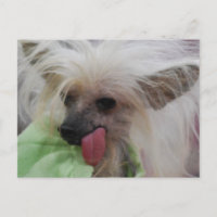 Carte postale Chien Crêché Chinois sans cheveux