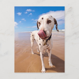 Carte Postale Chien Dalmatien Sur La Plage