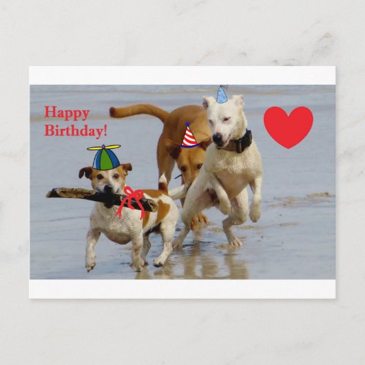 Carte Postale chien d'anniversaire heureux (Devant)
