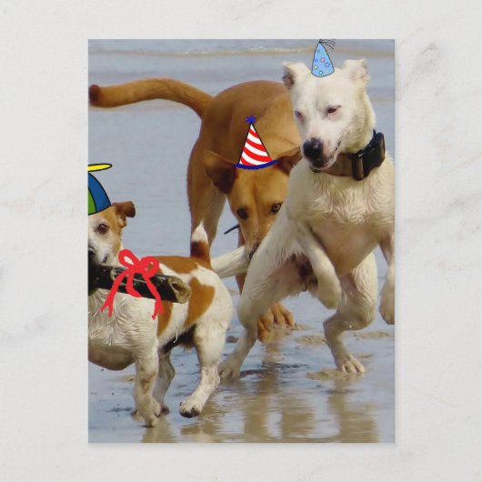Carte Postale chien d'anniversaire heureux (Devant)