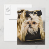 Carte Postale Chien dans un sac (Devant / Derrière)
