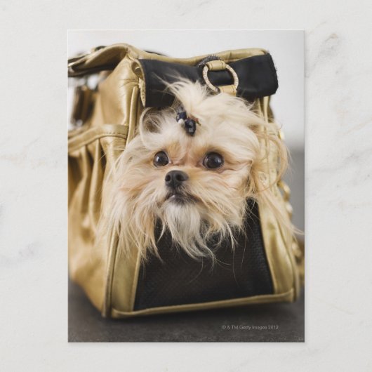 Carte Postale Chien dans un sac (Devant)