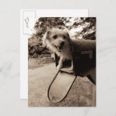 Carte Postale Chien dans une boîte aux lettres (Devant / Derrière)