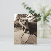 Carte Postale Chien dans une boîte aux lettres (Debout devant)