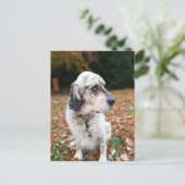 Carte postale Chien d'automne (Debout devant)