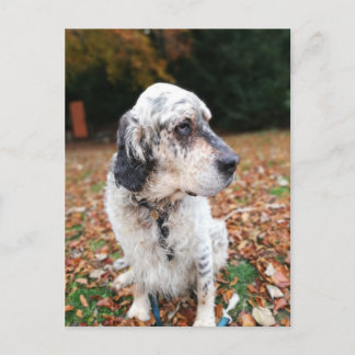 Carte postale Chien d'automne