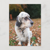 Carte postale Chien d'automne (Devant)