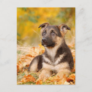 Carte Postale Chien d'automne allemand chiot