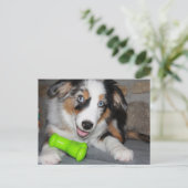 Carte Postale Chien de Berger Américain Miniature Blue Merle (Debout devant)