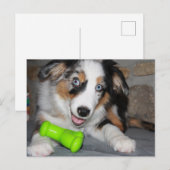 Carte Postale Chien de Berger Américain Miniature Blue Merle (Devant / Derrière)