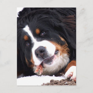 Carte Postale chien de berne avec un pied de poulet