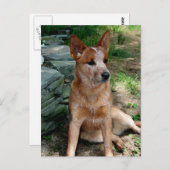 Carte Postale Chien de bétail (Devant / Derrière)