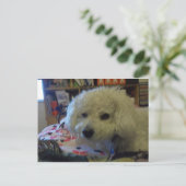 Carte Postale Chien de Bichon Frise (Debout devant)