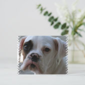 Carte postale Chien de boîte à oeil noir (Debout devant)