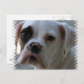 Carte postale Chien de boîte à oeil noir (Devant / Derrière)