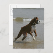 Carte Postale Chien de boîte dans l'eau (Devant / Derrière)