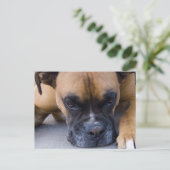 Carte postale Chien de boîte de repos (Debout devant)