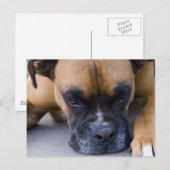 Carte postale Chien de boîte de repos (Devant / Derrière)