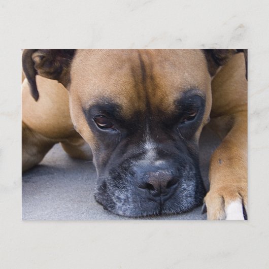 Carte postale Chien de boîte de repos (Devant)